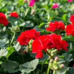 Czym podlewać pelargonie, aby uniknąć ich słabego kwitnienia?