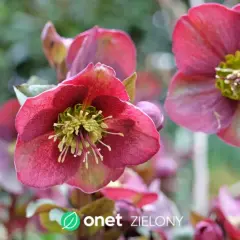 Kwiaty które kwitną wiosną - odkryj najpiękniejsze gatunki do ogrodu