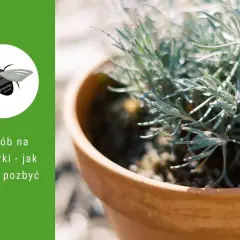 Skuteczne metody na muszki w doniczkach - jak je zwalczyć?