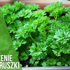 Kiedy siać pietruszkę do gruntu, aby uniknąć nieudanych plonów?
