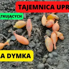 Cebula dymka kiedy sadzić do gruntu, aby uniknąć przymrozków