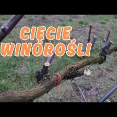 Jak przycinać winorośl na wiosnę, aby uniknąć błędów i uzyskać plony