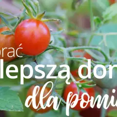 Jakie donice do pomidorów wybrać, aby uniknąć problemów z uprawą?