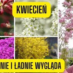 Co kwitnie w kwietniu? Odkryj piękne rośliny na wiosnę