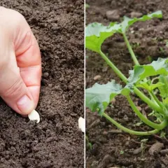 Kiedy wysadzać cukinie do gruntu, aby uniknąć przymrozków?