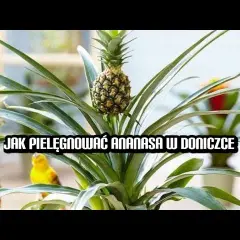 Jak pielęgnować ananas w doniczce, aby uniknąć problemów z wzrostem