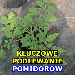 Jak często podlewać pomidory w gruncie, by uniknąć problemów z plonami?
