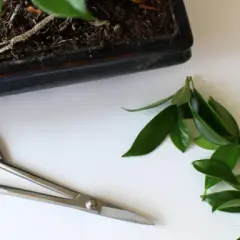 Jak przycinać drzewko bonsai - unikaj najczęstszych błędów w wideo