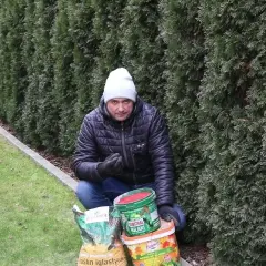 Co dać pod tuje, aby uniknąć problemów z ich wzrostem?