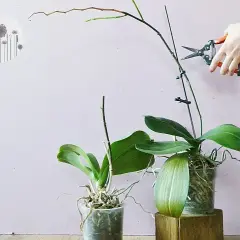 Jak przycinać storczyki phalaenopsis, aby uniknąć ich osłabienia