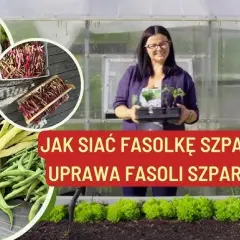 Kiedy sadzić fasolkę do gruntu, aby uniknąć przymrozków i uzyskać plon