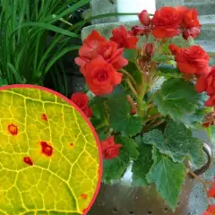 Dlaczego begonia nie kwitnie? Odkryj najczęstsze przyczyny braku kwiatów