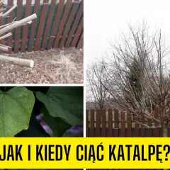 Jak przycinać katalpę, aby uniknąć błędów i cieszyć się zdrowym drzewem
