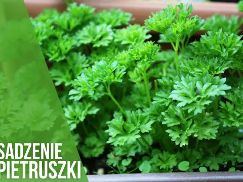 Kiedy siać pietruszkę do gruntu, aby uniknąć nieudanych plonów?