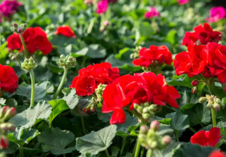 Czym podlewać pelargonie, aby uniknąć ich słabego kwitnienia?
