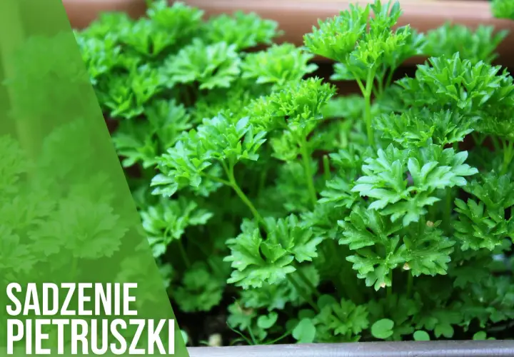 Kiedy siać pietruszkę do gruntu, aby uniknąć nieudanych plonów?