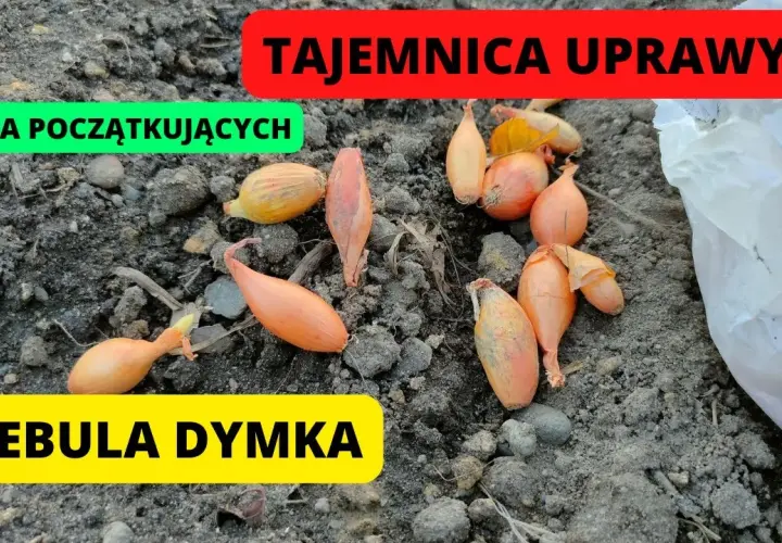 Cebula dymka kiedy sadzić do gruntu, aby uniknąć przymrozków