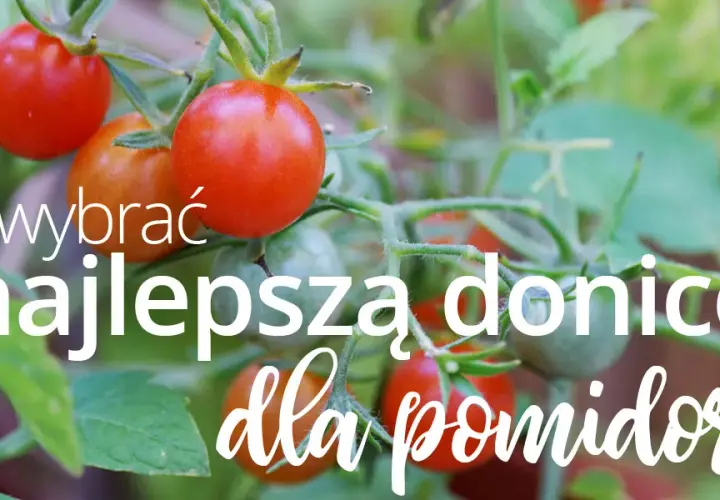 Jakie donice do pomidorów wybrać, aby uniknąć problemów z uprawą?