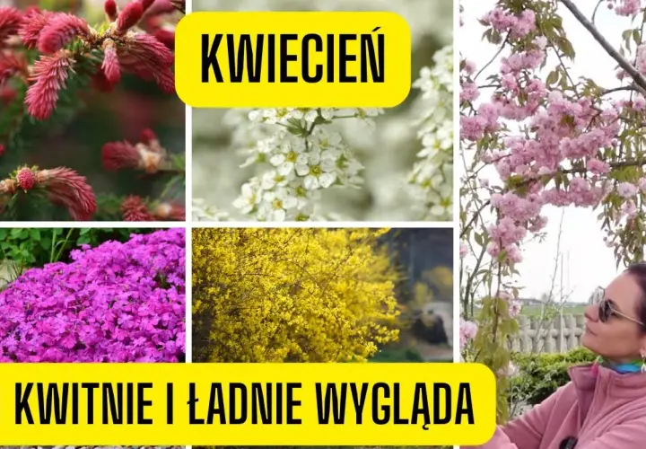Co kwitnie w kwietniu? Odkryj piękne rośliny na wiosnę