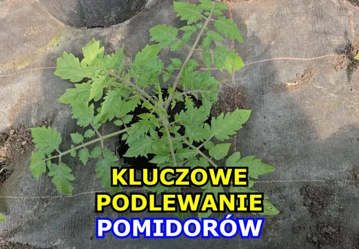 Jak często podlewać pomidory w gruncie, by uniknąć problemów z plonami?