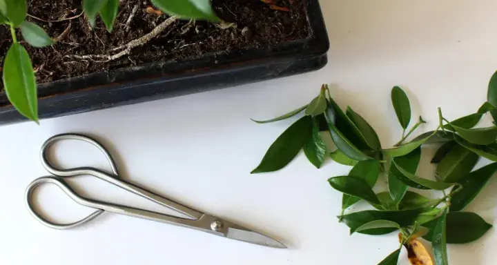 Jak przycinać drzewko bonsai - unikaj najczęstszych błędów w wideo