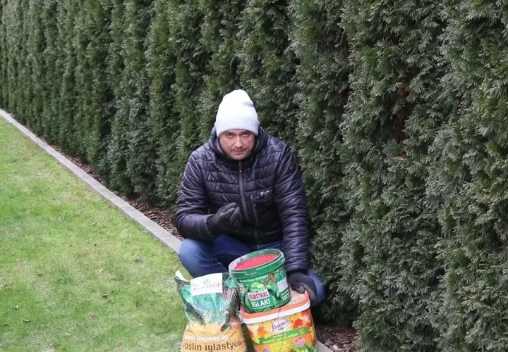 Co dać pod tuje, aby uniknąć problemów z ich wzrostem?