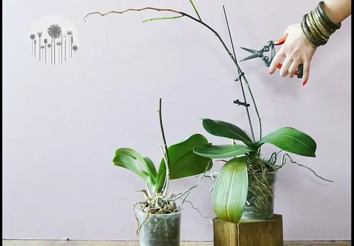 Jak przycinać storczyki phalaenopsis, aby uniknąć ich osłabienia