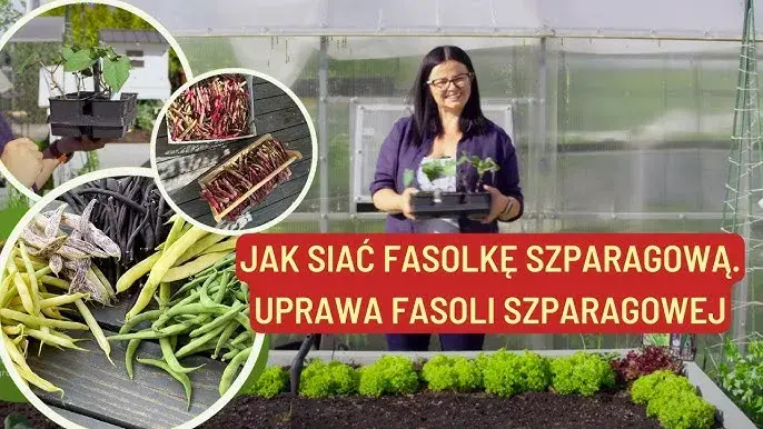 Kiedy sadzić fasolkę do gruntu, aby uniknąć przymrozków i uzyskać plon