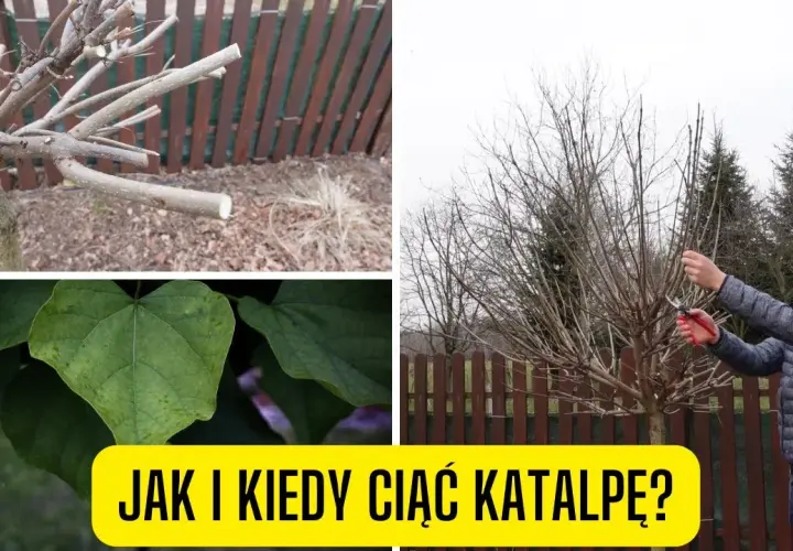 Jak przycinać katalpę, aby uniknąć błędów i cieszyć się zdrowym drzewem
