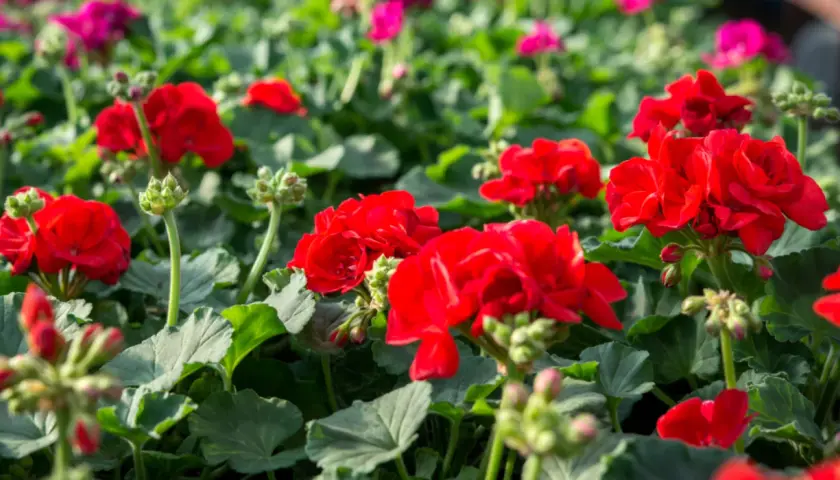 Czym podlewać pelargonie, aby uniknąć ich słabego kwitnienia?