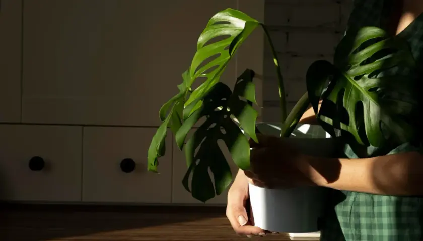 Jak przycinać monstera, aby uniknąć błędów i wspierać wzrost