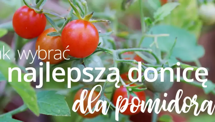 Jakie donice do pomidorów wybrać, aby uniknąć problemów z uprawą?
