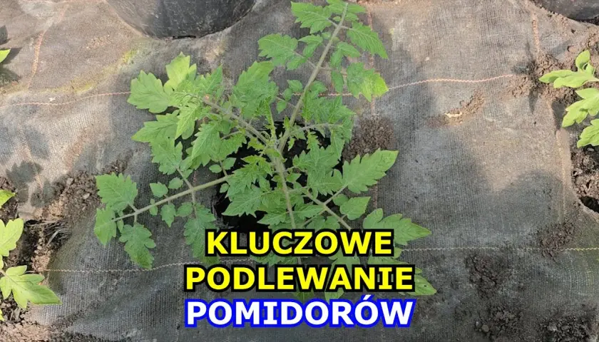 Jak często podlewać pomidory w gruncie, by uniknąć problemów z plonami?