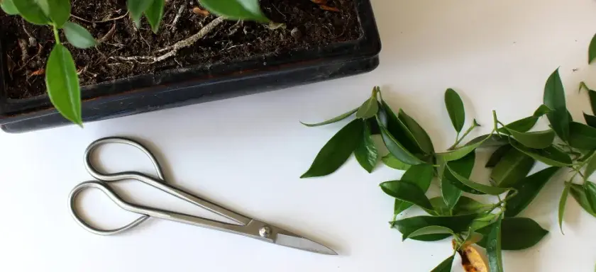 Jak przycinać drzewko bonsai - unikaj najczęstszych błędów w wideo