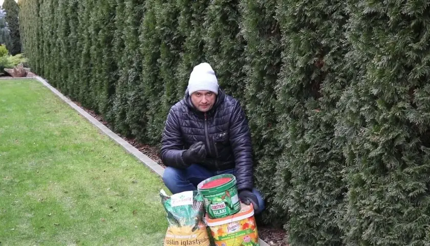 Co dać pod tuje, aby uniknąć problemów z ich wzrostem?