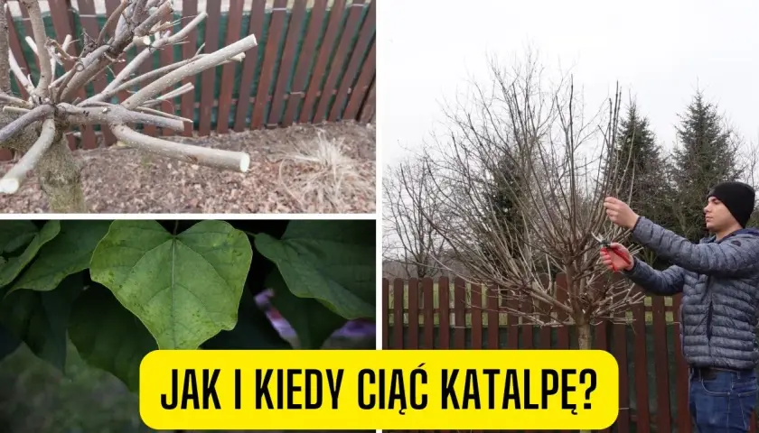 Jak przycinać katalpę, aby uniknąć błędów i cieszyć się zdrowym drzewem