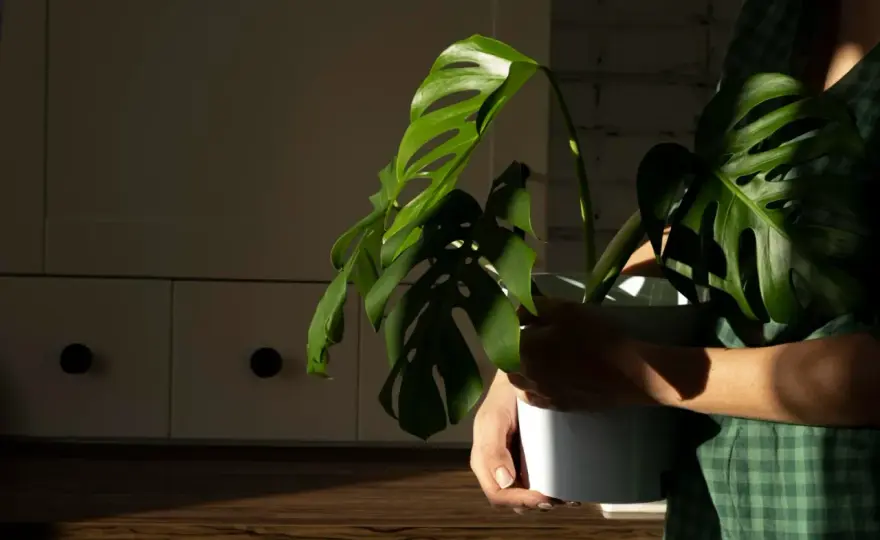 Jak przycinać monstera, aby uniknąć błędów i wspierać wzrost