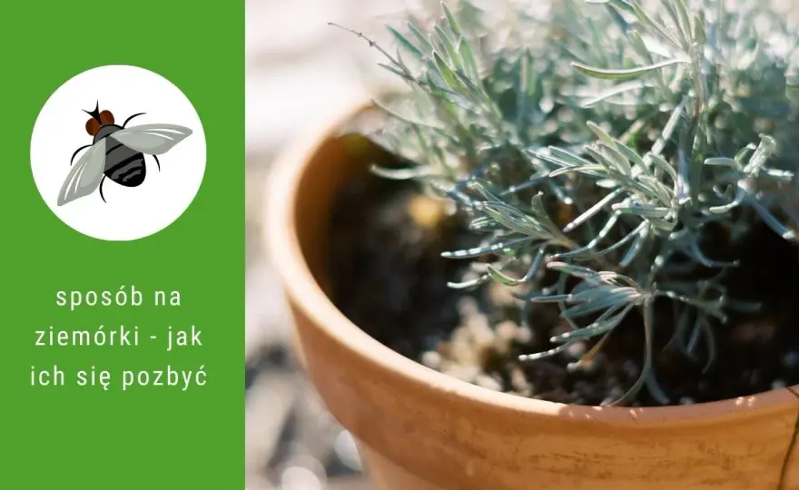 Skuteczne metody na muszki w doniczkach - jak je zwalczyć?