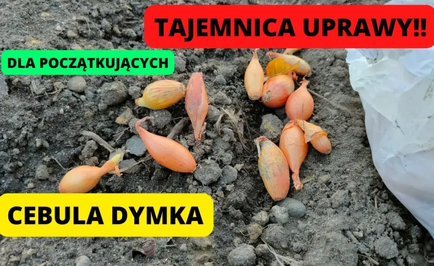 Cebula dymka kiedy sadzić do gruntu, aby uniknąć przymrozków