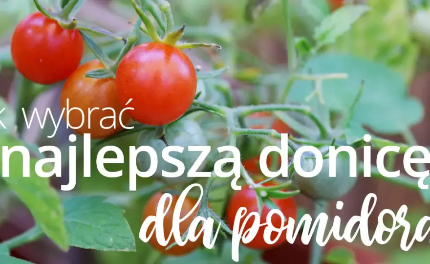 Jakie donice do pomidorów wybrać, aby uniknąć problemów z uprawą?