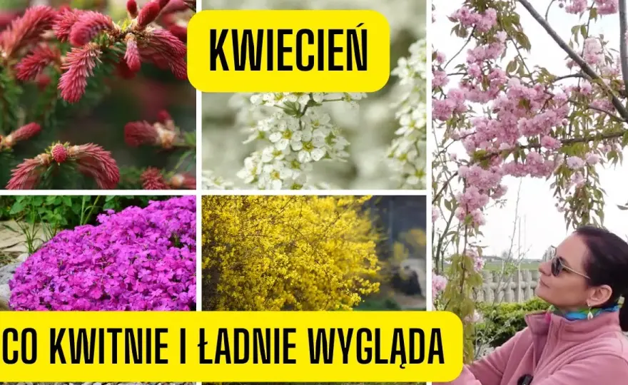 Co kwitnie w kwietniu? Odkryj piękne rośliny na wiosnę