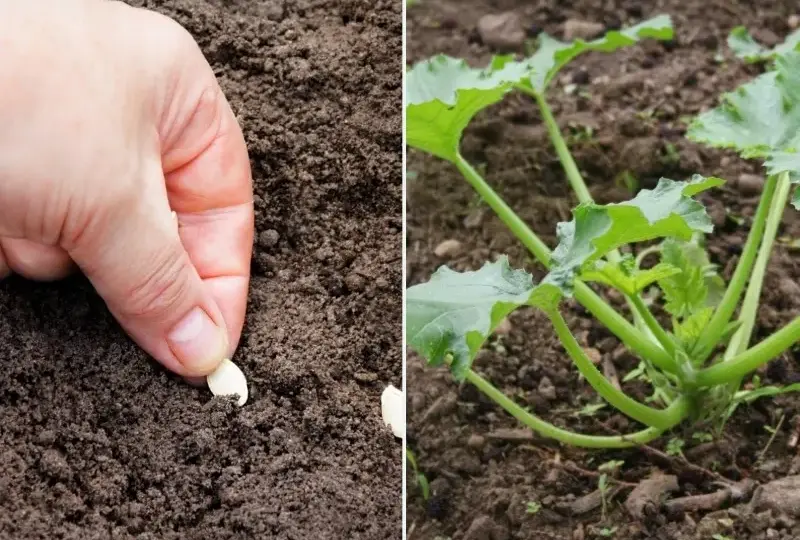 Kiedy wysadzać cukinie do gruntu, aby uniknąć przymrozków?