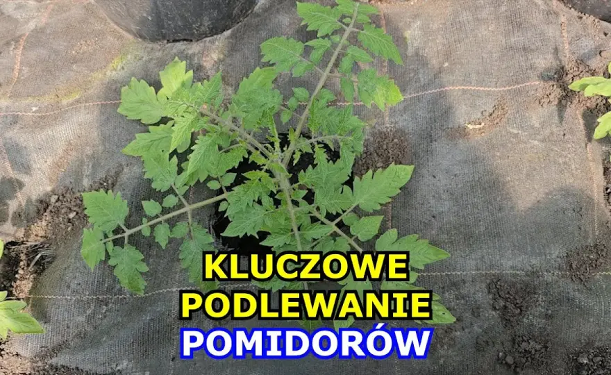 Jak często podlewać pomidory w gruncie, by uniknąć problemów z plonami?
