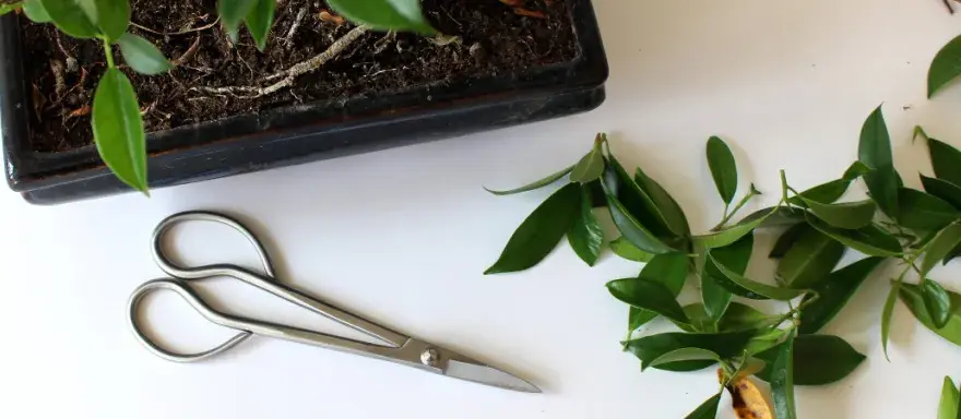 Jak przycinać drzewko bonsai - unikaj najczęstszych błędów w wideo