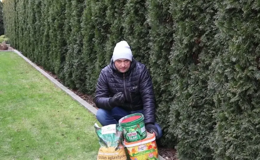 Co dać pod tuje, aby uniknąć problemów z ich wzrostem?