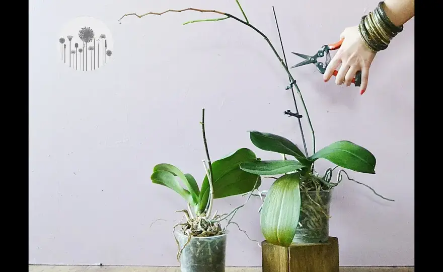 Jak przycinać storczyki phalaenopsis, aby uniknąć ich osłabienia