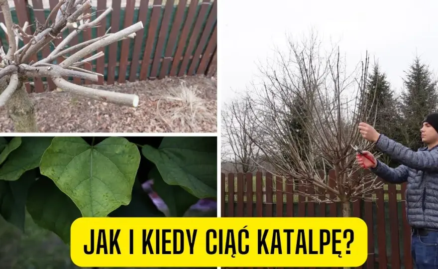 Jak przycinać katalpę, aby uniknąć błędów i cieszyć się zdrowym drzewem