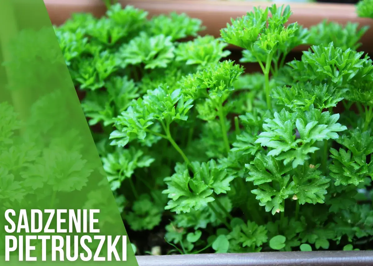 Kiedy siać pietruszkę do gruntu, aby uniknąć nieudanych plonów?