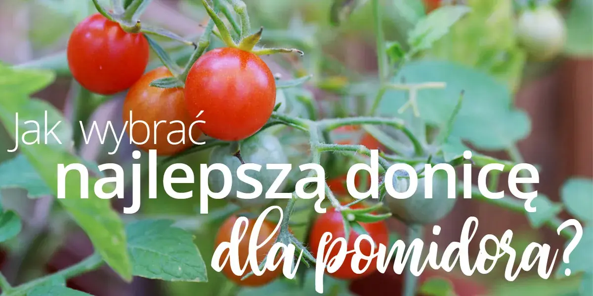 Jakie donice do pomidorów wybrać, aby uniknąć problemów z uprawą?
