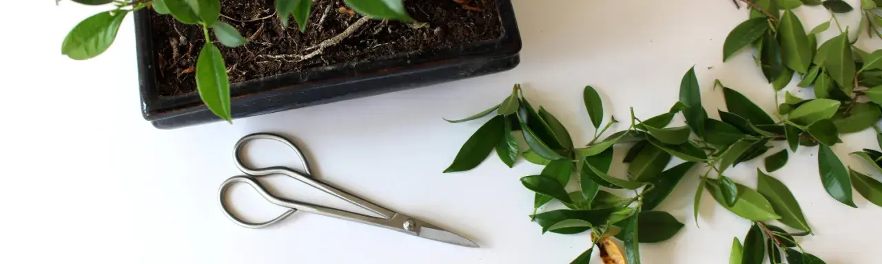 Jak przycinać drzewko bonsai - unikaj najczęstszych błędów w wideo